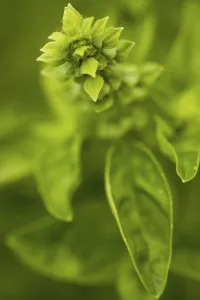 Fragrant Herb Plant Drucke: Basil in bloom
