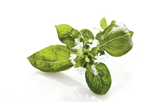Botany Studio Shot Drucke: Basil blossom