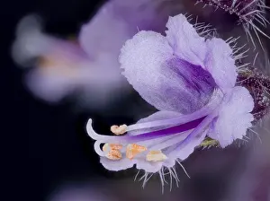 Central Europe Flowering Plants Drucke: A basil flower (Ocimum basilicum)