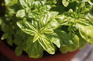 Spice Plant Drucke: Basil (Ocimum basilicum)