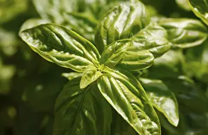 Basil Plant Drucke: Basil (Ocimum basilicum)