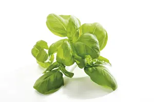 Fresh Basil Drucke: Basil (Ocimum basilicum)