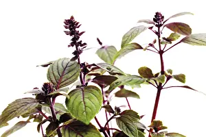 Indoor Herb Drucke: Basil (Ocimum basilicum)