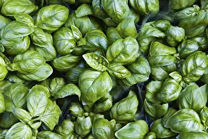 Kitchen Herb Photography Drucke: Basil (Ocimum basilicum)