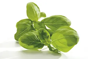 Leafy Indoor Plants Drucke: Basil (Ocimum basilicum)