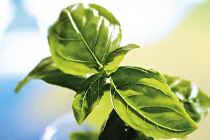 Studio Botany Photos Drucke: Basil (Ocimum basilicum)