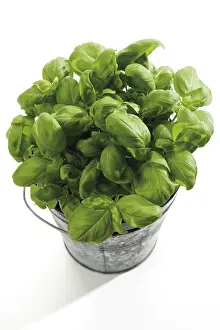 Studio Botany Drucke: Basil (Ocimum basilicum)