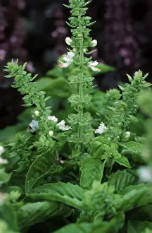 Lamiaceae Family Drucke: Basil / (Ocimum basilicum)