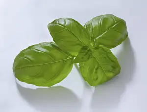 Studio Shot Of Basil Drucke: Basil (Ocimum basilicum), on white background