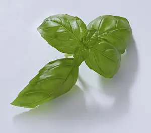 Kitchen Spice Plants Drucke: Basil (Ocimum basilicum), on white background