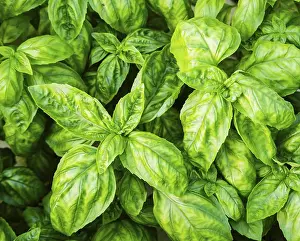 Kitchen Herbs Drucke: Basil plant