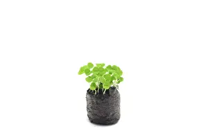 Lamiaceae Family Plants Drucke: Basil seedlings
