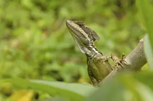 Costa Rica Wildlife Drucke: Basilisk Lizard (Basiliscus basiliscus)