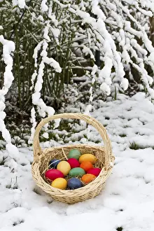 Colourful Easter Decorations Drucke: Basket with colourful Easter eggs in the snow