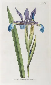Gerahmter Druck : Irisspuria oder Salzmarirsch Iris Gerahmter Druck : Irisspuria oder Salzmarirsch Iris