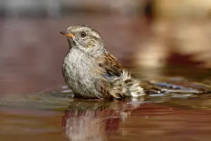 Akzentuierungen Drucke: Badebadere (Prunella modularis)