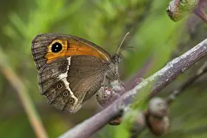 Drucke von Bathsheba maniola, Pyronia bathsheba, Spanischer Augenfalter, Spanischer Torfalter, Schmetterling, Extremadura, Insekten, Schmetterlinge, Spanien , Schmetterlinge Torwächter Drucke: Bathsheba maniola, Pyronia bathsheba