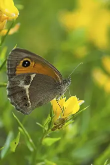 Drucke von Bathsheba maniola, Pyronia Bathsheba, Spanischer Augenaugenfalter, Spanischer Torfalter, Schmetterling, Extremadura, hoher Größe , Portraitformat , Insekten , Schmetterling , Spanien Torwächter Drucke: Bathsheba maniola, Pyronia Bathsheba