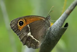 Drucke von Bathsheba maniola, Pyronia bathsheba, Spanischer Augenfalter, Spanischer Torfalter, Schmetterling, Extremadura, Insekten, Schmetterlinge, Spanien Torwächter Drucke: Bathsheba maniola, Pyronia bathsheba