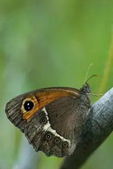 Extremadura Wildlife Photography Drucke: Bathsheba maniola, Pyronia Bathsheba