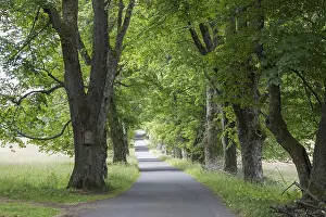 Deserted Street Drucke: Baum-Allee