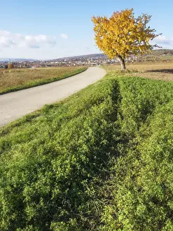 Empty Autumn Landscape Drucke: Baum im herbst