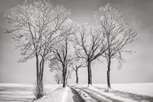 Deserted Winter Landscape Drucke: BaumAllee