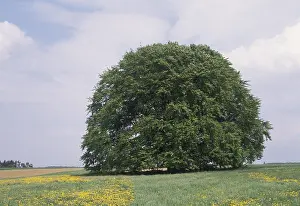 Springtime In Bavaria Drucke: Bavaria beech tree Germany