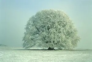 Germany Winter Landscape Drucke: Bavaria beech tree Germany