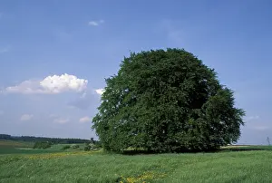 Germany Nature Scenes Drucke: Bavaria beech tree Germany