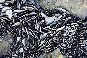 Deserted Coast Drucke: Detail from a beach