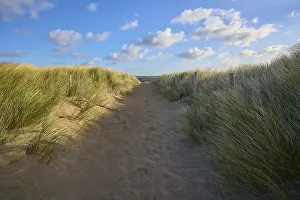 Benelux Holiday Region Drucke: Beach access, sand dune, dune grass
