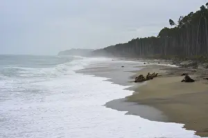South Island Nature Scene Drucke: Beach with forest in the background