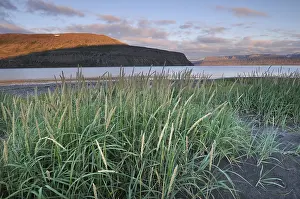 Northern Europe Shorelines Drucke: Beach grass, beach, midsummer night