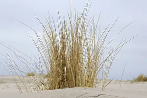 Juist Island Drucke: Beach grass on the sandy beach