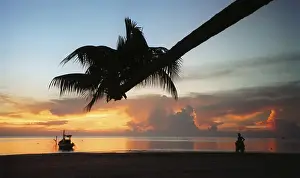Beach Sunset Scene Drucke: Beach palm tree