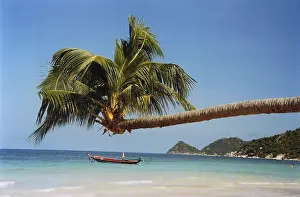 Tropical Palm Tree Drucke: Beach palm tree