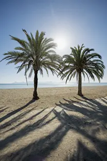 Can Picafort Beach Drucke: Beach with palm trees, Can Picafort