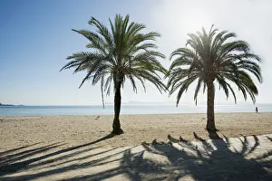 Balearic Islands Coastline Drucke: Beach with palm trees, Can Picafort