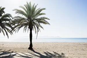 Majorca Balearic Islands Coastline Drucke: Beach with palm trees, Can Picafort