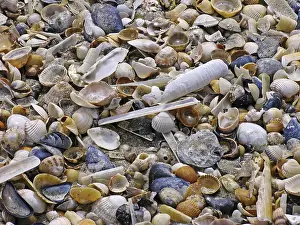 Deserted Coastline Photos Drucke: On the beach, shells, shell beach