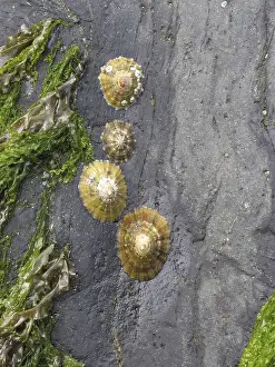 Waterfront Scenery Drucke: On the beach, shells on stone, low tide