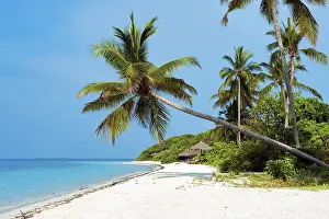 Maldives Beach Drucke: Beach with sloping (Cocos nucifera)