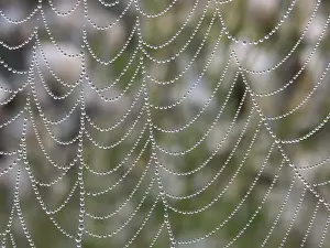 Autumnal Atmosphere Drucke: Bead net