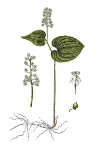 Medicinal Herb Illustration Drucke: Bead-ruby (Convallaria bifolia)