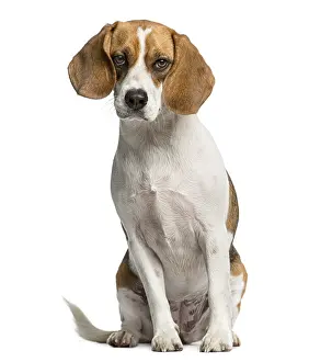 Studio Shot Hound Drucke: Beagle sitting in front of a white background
