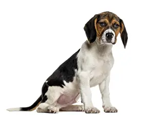 Hunting Dog Drucke: Beagle in front of white background