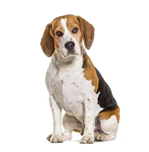 Isolated White Background Dogs Drucke: Beagles sitting and looking at the camera