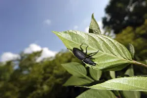 Drucke von Beamer-Schmätzer (Dorcus parallelipipedus), Weilerswist, Nordrhein-Westfalen, Deutschland Hirschkäfer Drucke: Beemtes Schlagbohrer (Dorcus parallelipipedus)