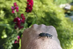 Drucke von Beemtes Schlag (Dorcus parallelipipedus), Weilerswist, Nordrhein-Westfalen, Deutschland Hirschkäfer Drucke: Beemtes Schlagbohrer (Dorcus parallelipipedus)